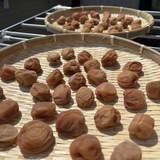 梅干し、出来ました！